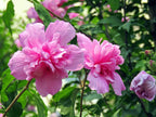 1000 BULK Mixed Colors ROSE Of SHARON HIBISCUS Syriacus Flower Tree Shrub Seeds