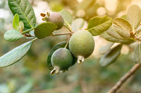10 PINEAPPLE GUAVA Fruit Acca Guavasteen Brazilian or Fig Guava Feijoa Sellowiana Pink Red Flower Tree Shrub Seeds