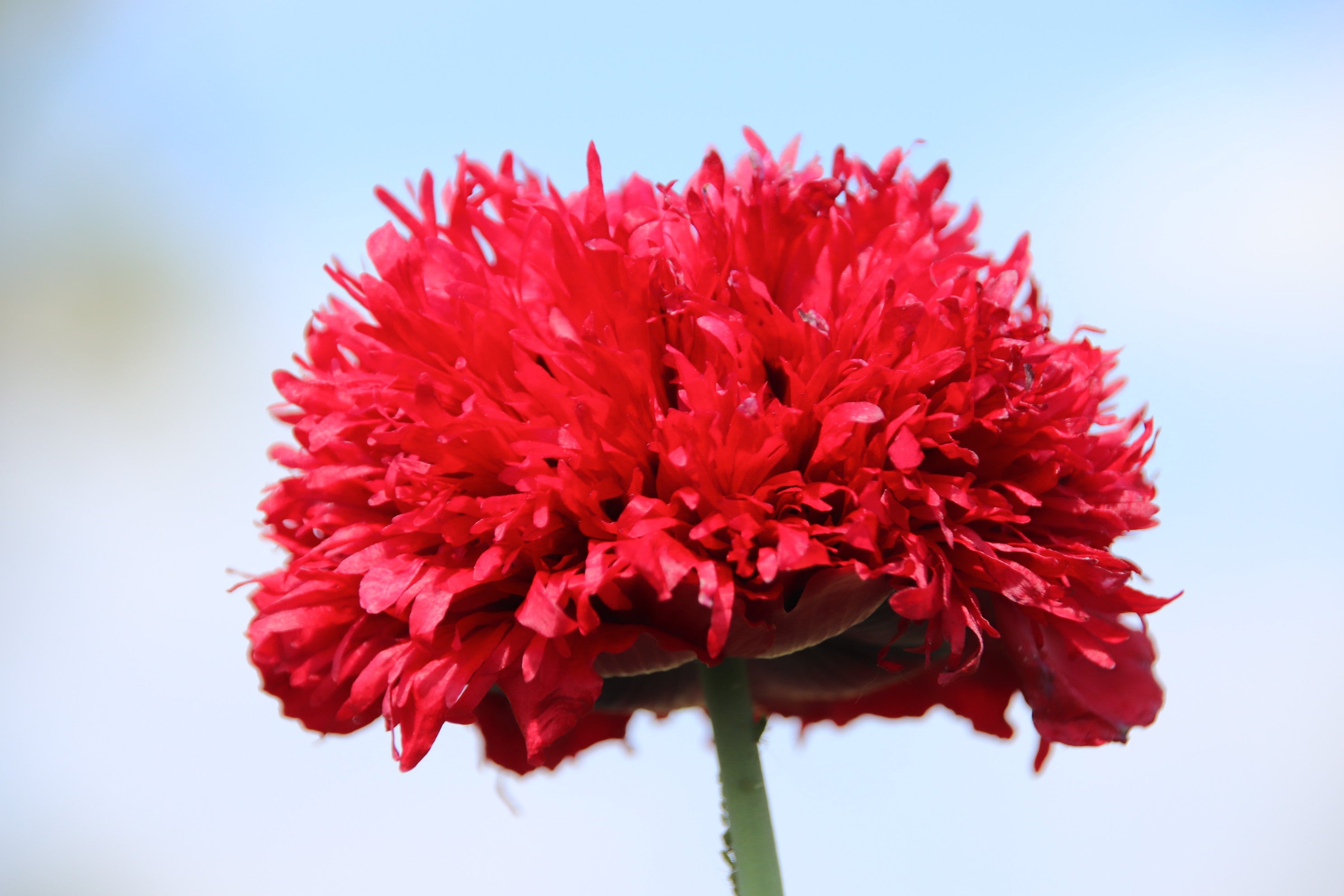 100 Red OASE PEONY POPPY Papaver Peoniflorum Double Flower Seeds