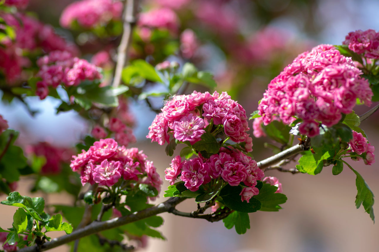 Mayflower Tree 20 ENGLISH HAWTHORN TREE Edible Fruit Flower Mayflower Crataegus Laevi ...