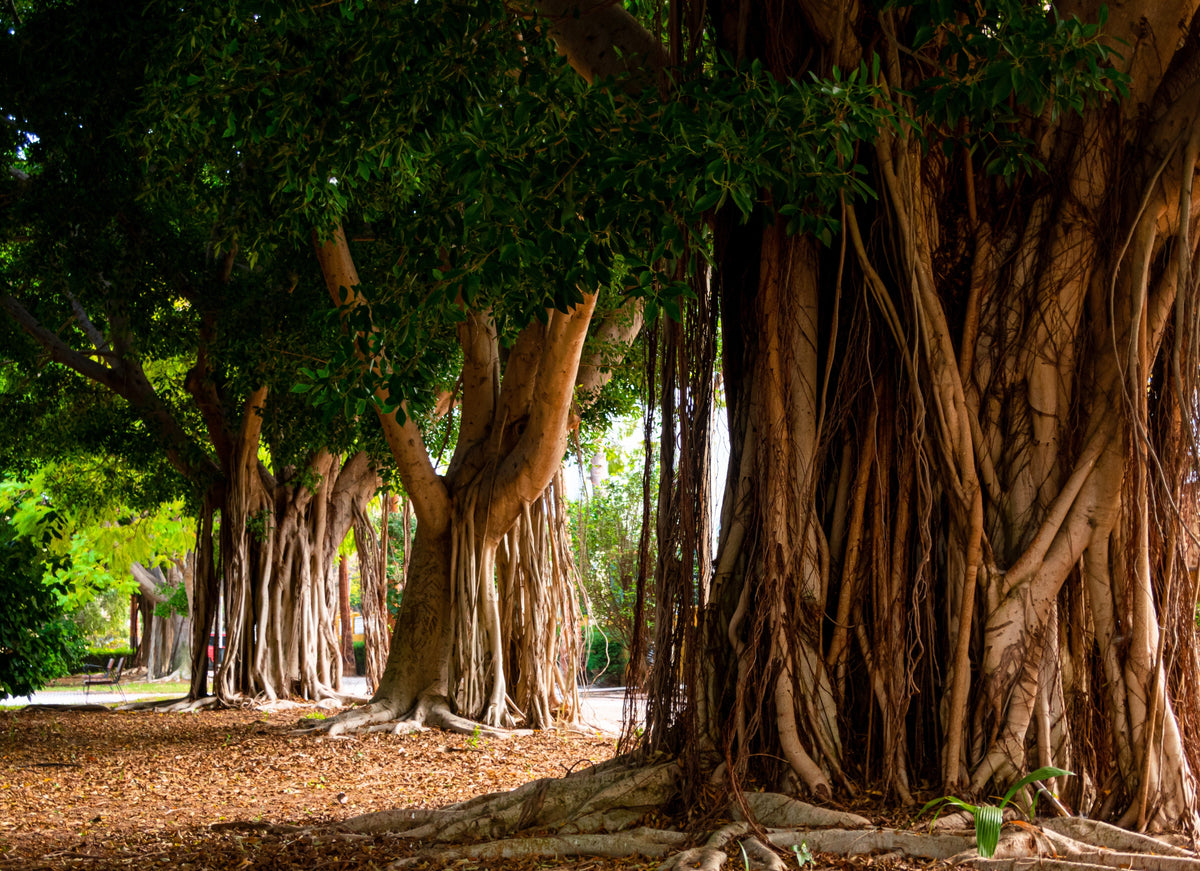 50 BANYAN / BANYAN FIG TREE East Indian Ficus Benghalensis Aerial Root Houseplant Seeds