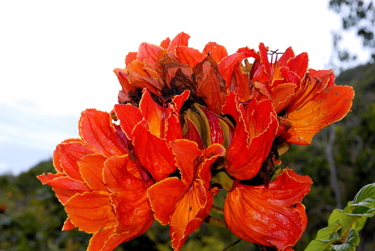 15 Red AFRICAN TULIP TREE (Fire Tree / Flame of the Forest / Fountain Tree) Spathodea Campanulata Seeds
