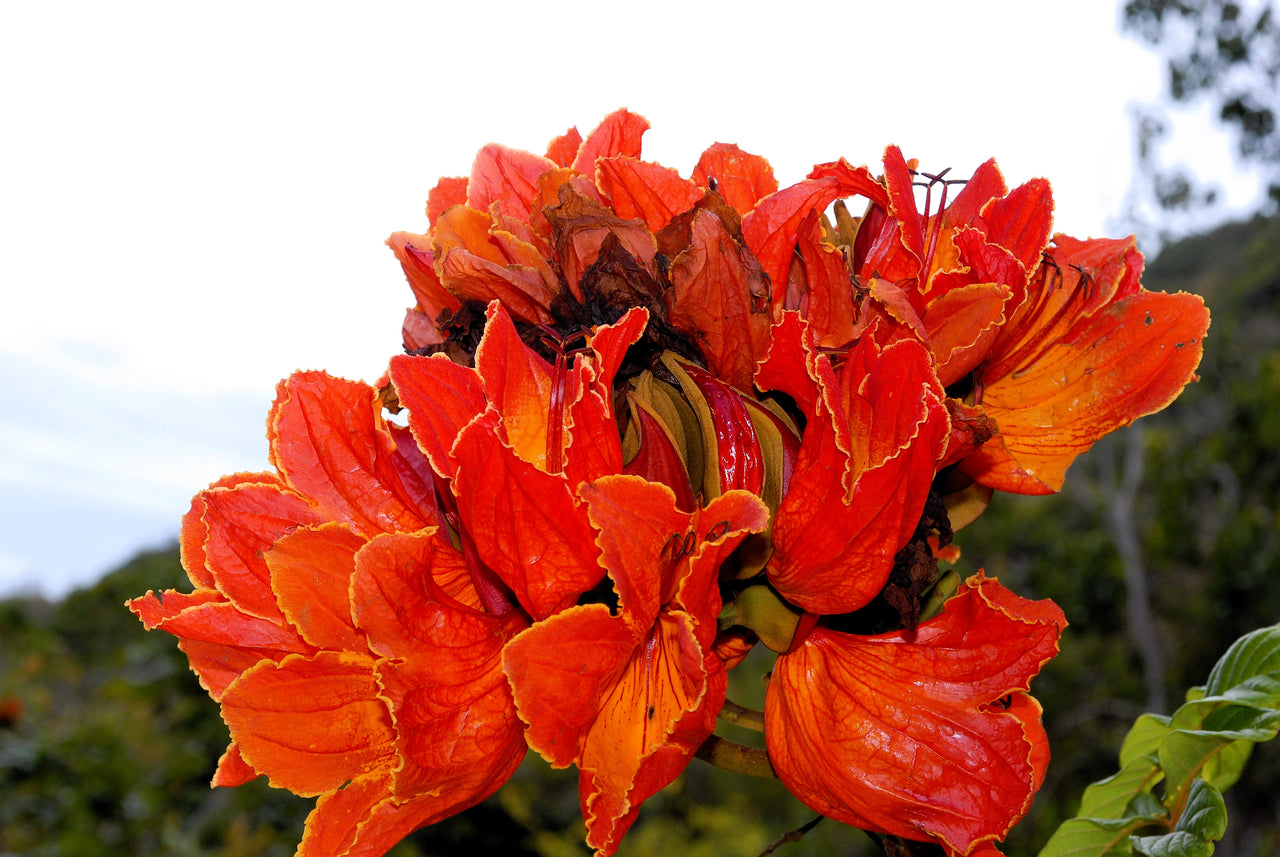15 Red AFRICAN TULIP TREE (Fire Tree / Flame of the Forest / Fountain Tree) Spathodea Campanulata Seeds