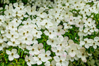 20 HIMALAYAN DOGWOOD / STRAWBERRY Tree Cornus Capitata White & Pink Flower Red Fruit Seeds