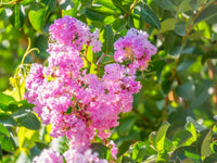 35 Light PINK CREPE MYRTLE Crape Tree Shrub Lagerstroemia Indica Flower Seeds