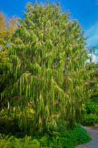 30 Mexican WEEPING PINE TREE Evergreen Pinus Patula Seeds