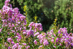 35 LILAC Light Purple CREPE MYRTLE Lagerstroemia Indica Flowering Shrub Bush Small Tree Seeds