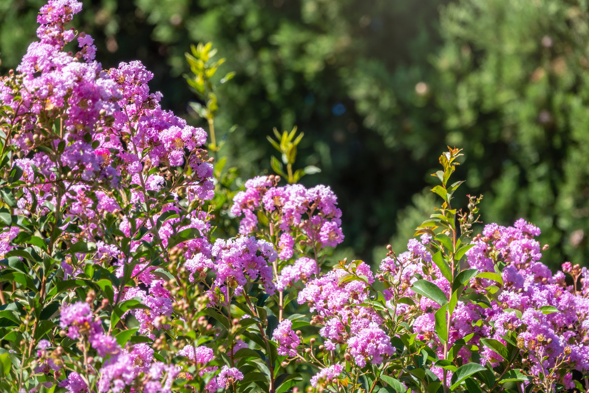 35 LILAC Light Purple CREPE MYRTLE Lagerstroemia Indica Flowering Shrub Bush Small Tree Seeds