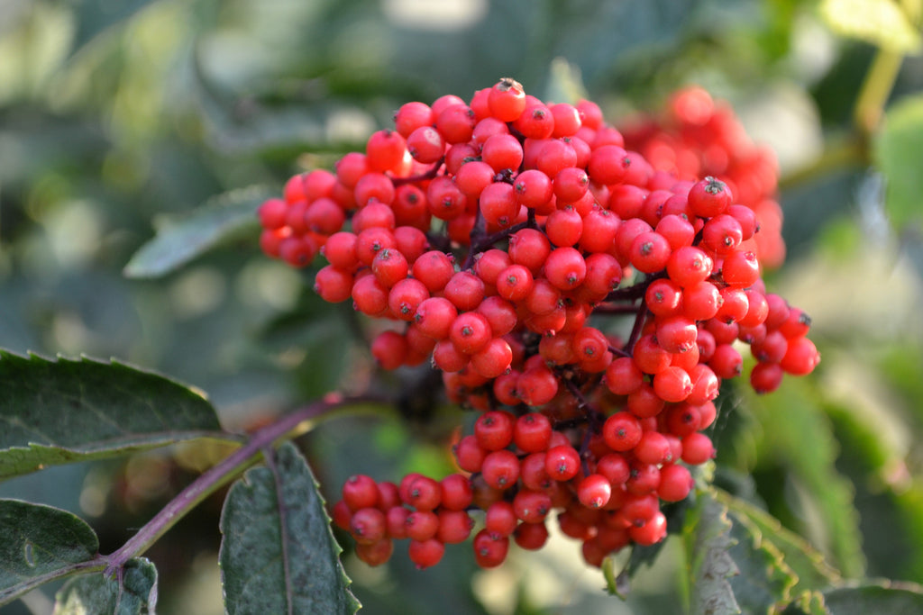 100 RED ELDERBERRY Sambucus Racemosa Scarlet Mountain Elder Bunchberry Tree Shrub Fruit Berry Seeds