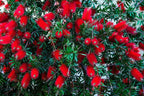 40 CRIMSON BOTTLEBRUSH Callistemon Citrinus Flowering Shrub Bush Small Tree Seeds