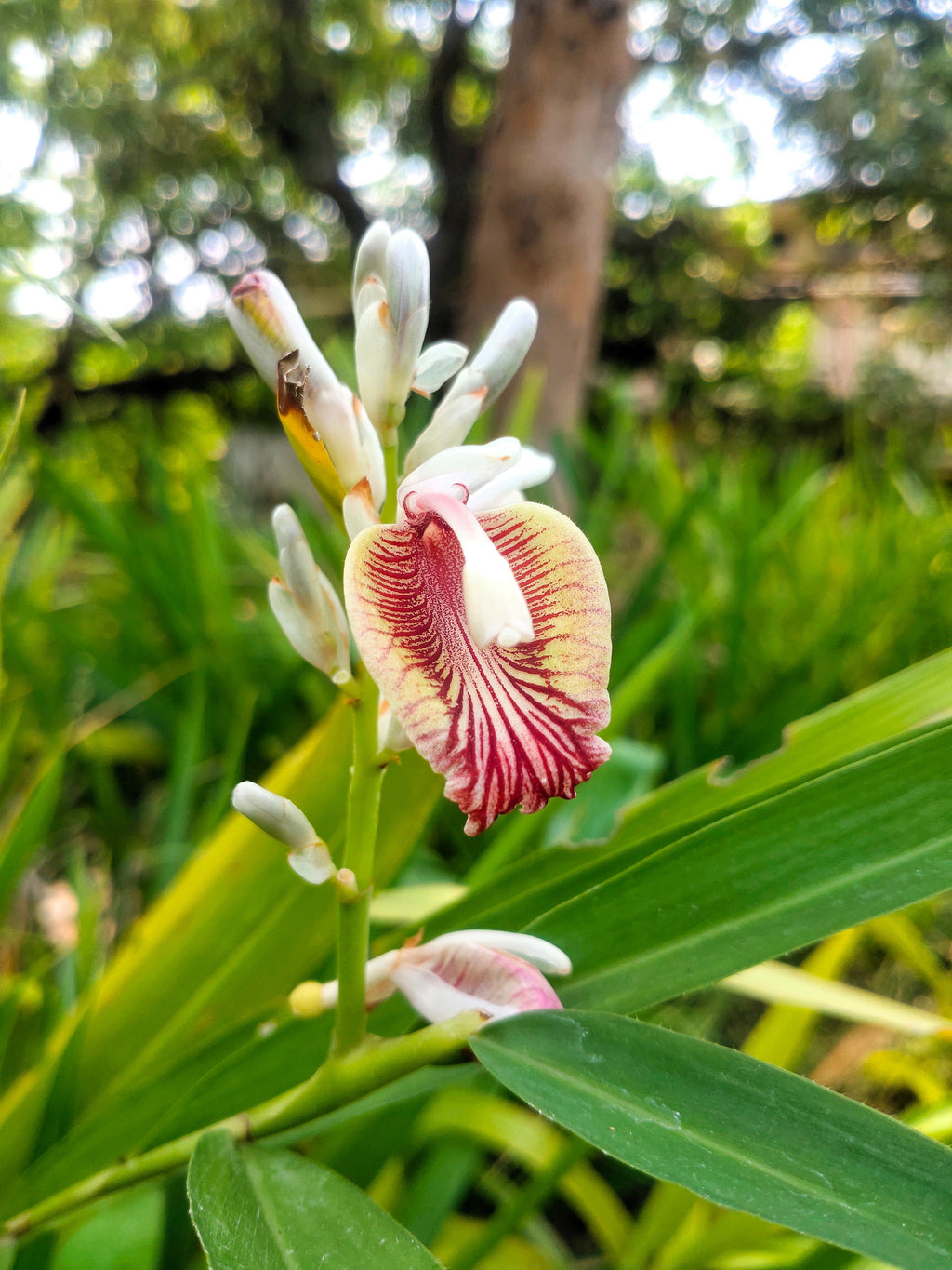 5 CARDAMON CARDAMOM Elettaria Cardamomum HERB Flower Shrub Tree Seeds