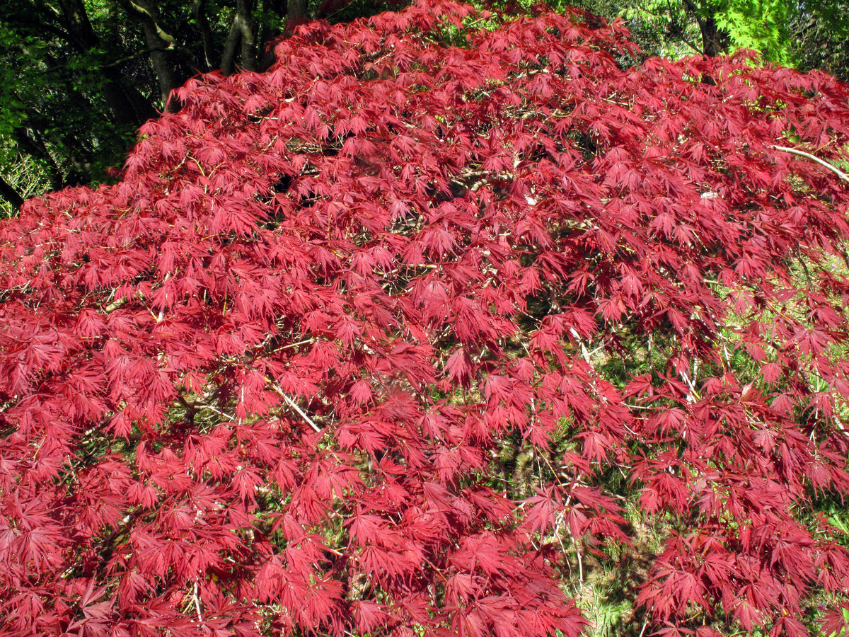 10 INABA SHIDARE MAPLE Weeping Red Laceleaf Japanese Acer Palmatum Dissectum Tree Seeds