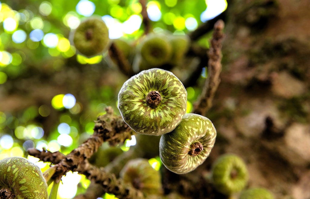 30 FICUS TREE (Bodhi Tree / Sacred Fig / Bo Tree / Pipal) Ficus Religiosa Seeds