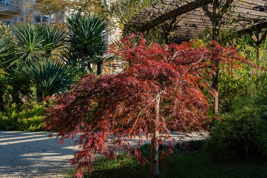 10 INABA SHIDARE MAPLE Weeping Red Laceleaf Japanese Acer Palmatum Dissectum Tree Seeds