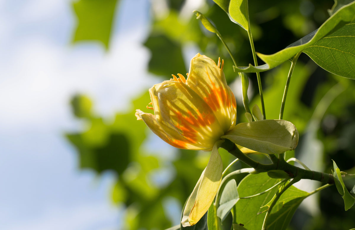15 TULIP POPLAR TREE Yellow Flower Liriodendron Tulipifera Whitewood Seeds