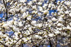 10 SOUTHERN MAGNOLIA TREE 12" White Flowers Native Grandiflora Bull Bay Seeds