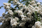 35 WHITE CREPE MYRTLE Lagerstroemia Indica Flowering Shrub Bush Small Tree Seeds