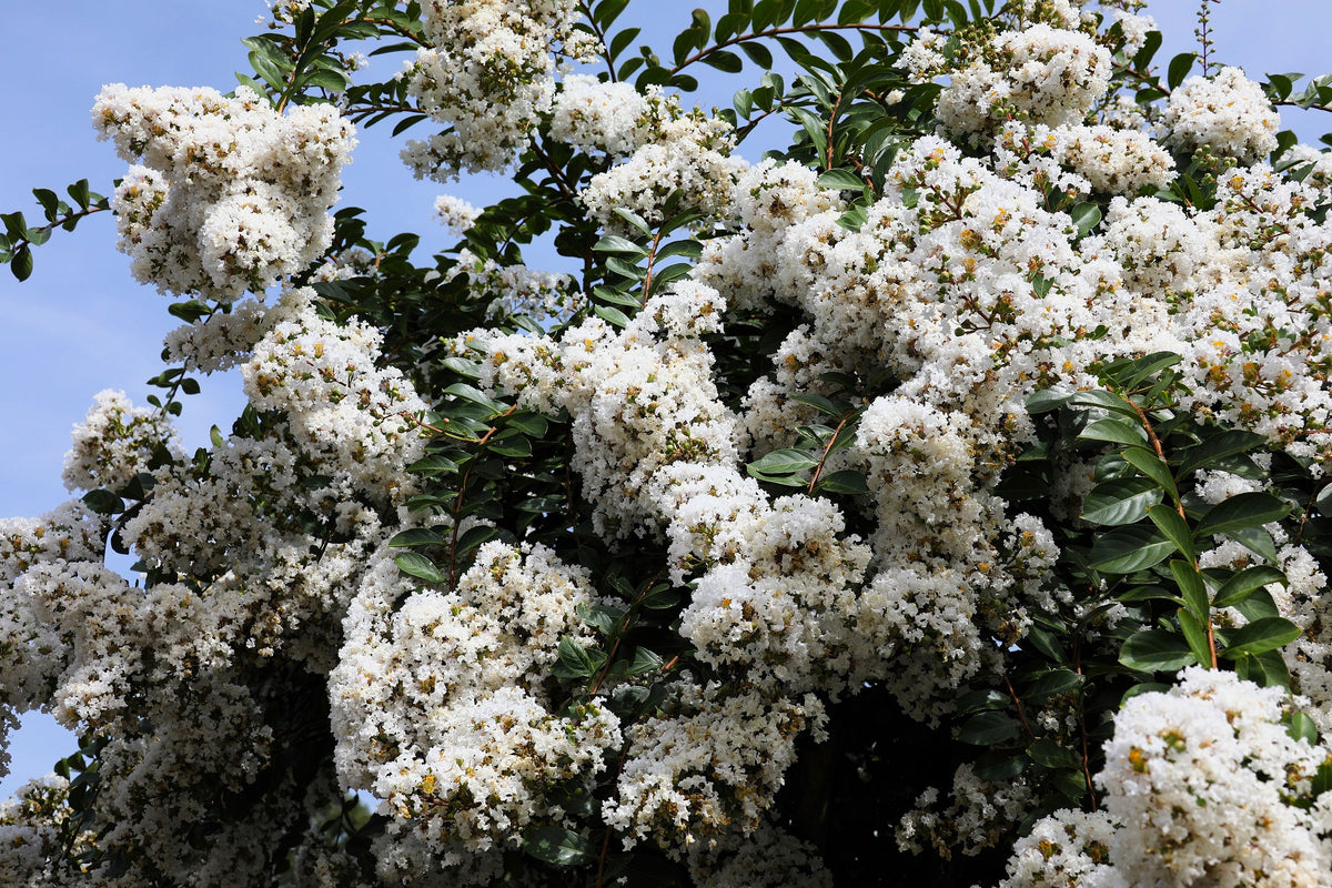 1000 Bulk CREPE MYRTLE Mixed Colors Lagerstroemia Indica Mix Tree Shrub Flower Seeds - Red, Purple, Light Pink, Dark Pink, White, & Lilac