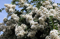 1000 Bulk CREPE MYRTLE Mixed Colors Lagerstroemia Indica Mix Tree Shrub Flower Seeds - Red, Purple, Light Pink, Dark Pink, White, & Lilac