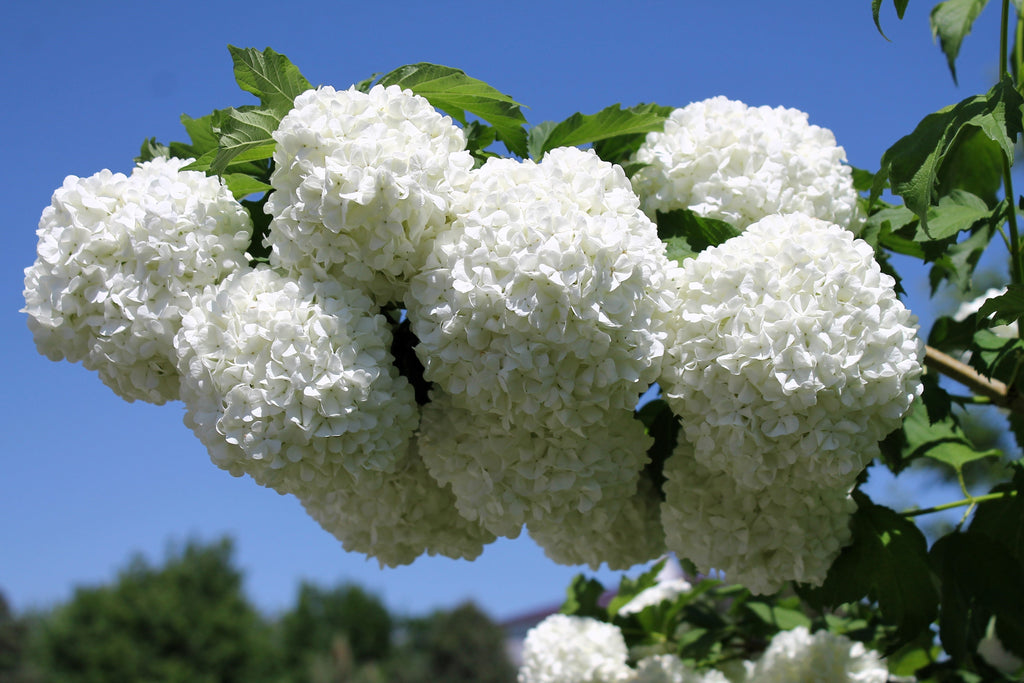 30 EUROPEAN CRANBERRY / SNOWBALL Tree Guelder Rose Viburnum Opulus Red Fruit White Flower Seeds