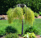 25 SIBERIAN PEASHRUB Caragana Arborescens Peatree Yellow Flower Legume Vegetable Seeds