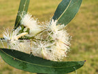 25 RED FOREST GUM Tree Eucalyptus Tereticornis Blue Grey Mountain Flower Seeds