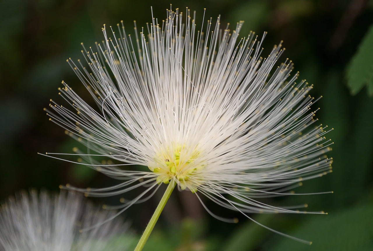 20 WOMAN'S TONGUE TREE White Mimosa Nectar Flower Albizia Lebbeck Legume Seeds