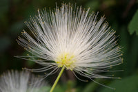 20 WOMAN'S TONGUE TREE White Mimosa Nectar Flower Albizia Lebbeck Legume Seeds