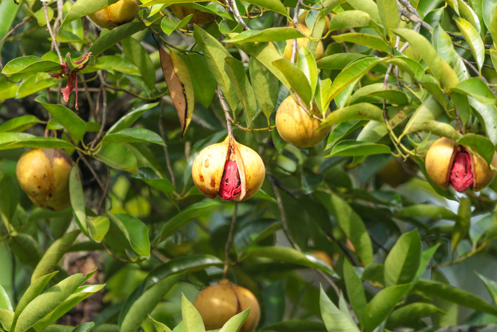 1 NUTMEG TREE Seed Myristica Fragrans Pala MACE Fruit Nut Pumpkin Pie Spice