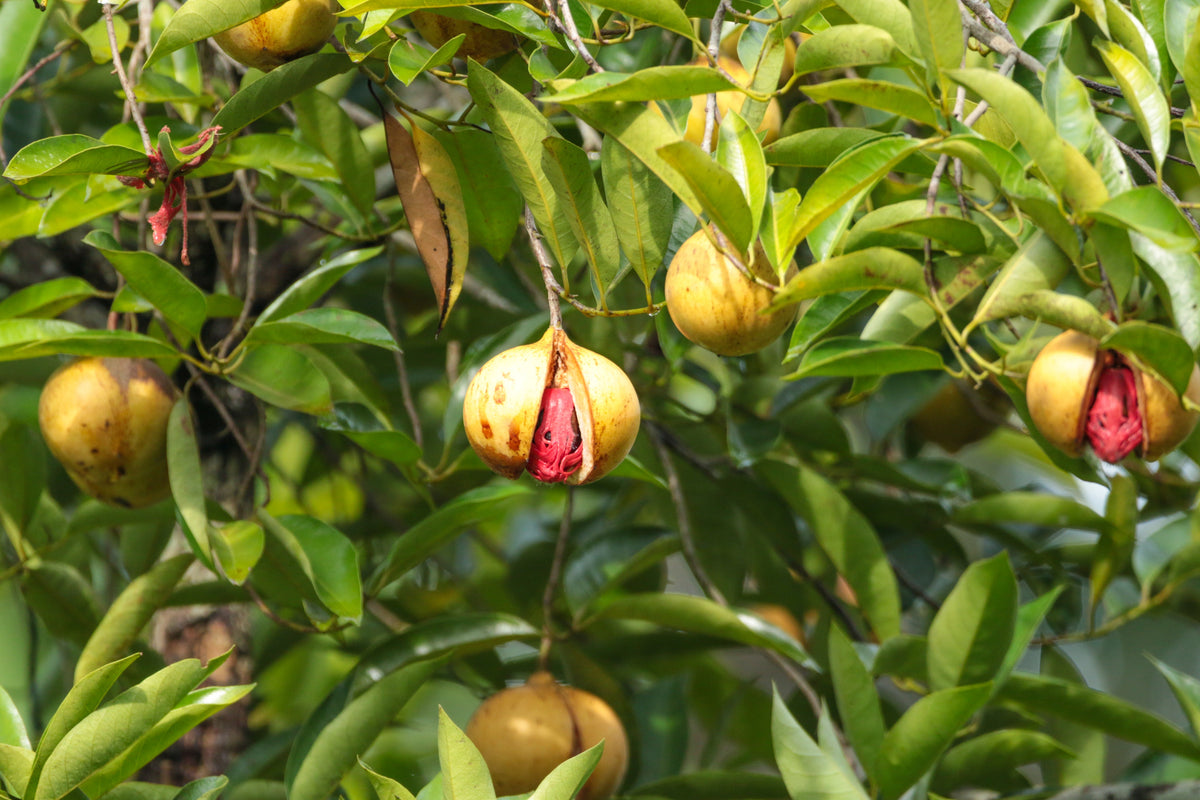 1 NUTMEG TREE Seed Myristica Fragrans Pala MACE Fruit Nut Pumpkin Pie Spice