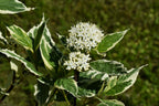 25 FIRE and ICE DOGWOOD Cornus Alba Shrub Tree Variegated Red Bark White Berry & Flower Seeds