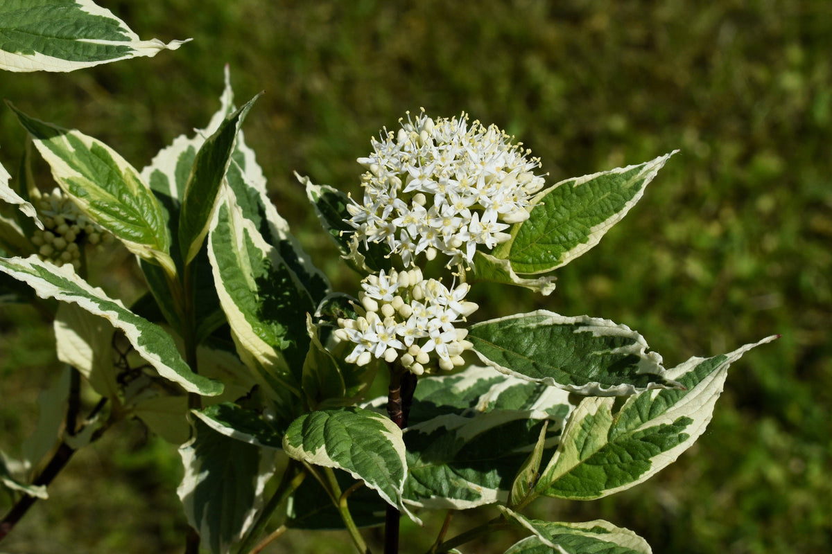 25 FIRE and ICE DOGWOOD Cornus Alba Shrub Tree Variegated Red Bark White Berry & Flower Seeds