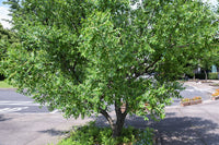 20 ASIAN DATE Jujube Ziziphus Spinosa Common Chinese Tsao Red Fruit Tree Seeds