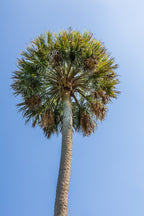 10 Hardy SABAL PALM TREE Cabbage Palmetto Flower Seeds