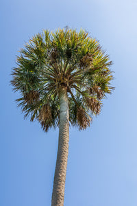 10 Hardy SABAL PALM TREE Cabbage Palmetto Flower Seeds