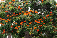 15 Red AFRICAN TULIP TREE (Fire Tree / Flame of the Forest / Fountain Tree) Spathodea Campanulata Seeds