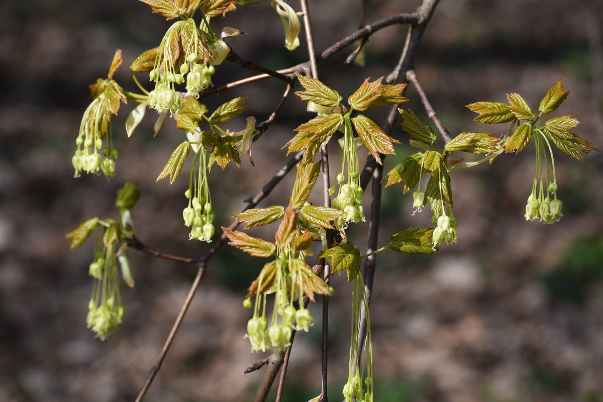 25 SUGAR MAPLE Syrup TREE Native Rock Fall Color Acer Saccharum Seeds