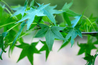 50 AMERICAN SWEETGUM Liquidambar Styraciflua Storax Alligator Sweet Gum Tree Seeds - Great Fall Color! Red Yellow Orange Purple