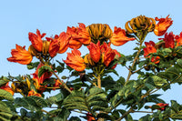 15 Red AFRICAN TULIP TREE (Fire Tree / Flame of the Forest / Fountain Tree) Spathodea Campanulata Seeds