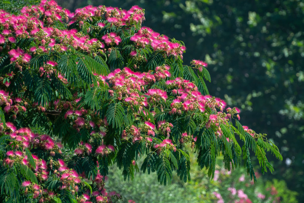 25 MIMOSA / Persian SILK TREE Albizia Julibrissin Seeds