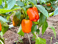 50 ORANGE Sun BELL PEPPER Sweet Capsicum Vegetable Seeds