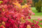 30 EUROPEAN CRANBERRY / SNOWBALL Tree Guelder Rose Viburnum Opulus Red Fruit White Flower Seeds