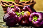 100 LILAC BELL PEPPER Capsicum Annuum Sweet Mild Purple Vegetable Seeds
