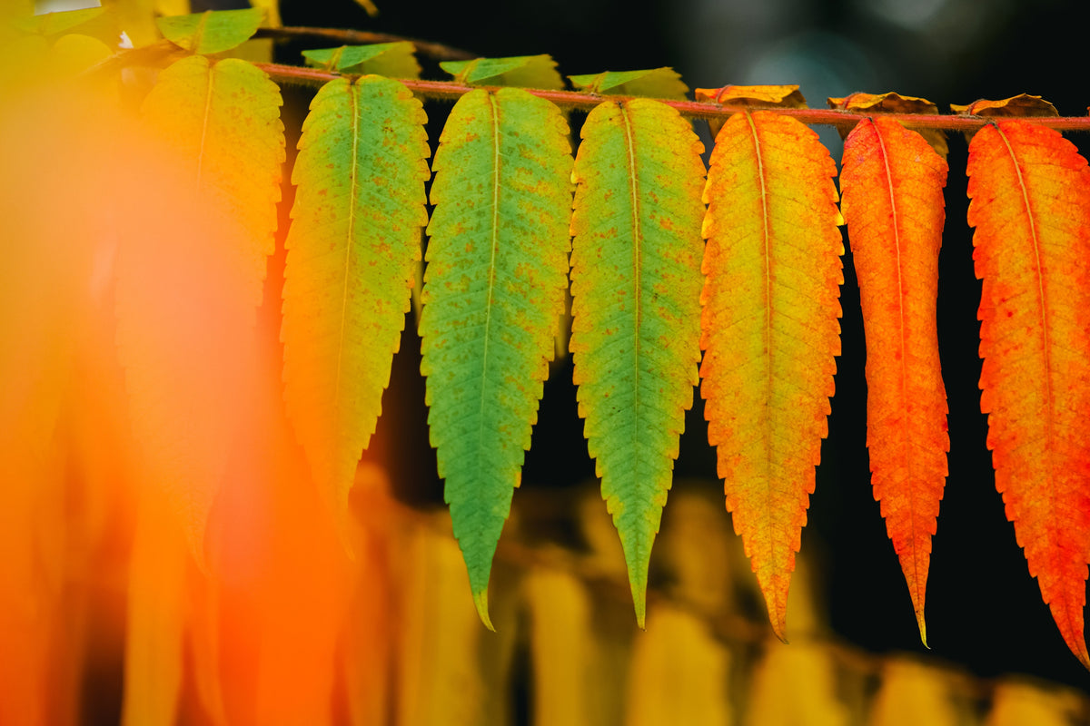 30 FLAMELEAF SUMAC TREE Shining Dwarf Winged Rhus Schmaltzia Copallina Seeds
