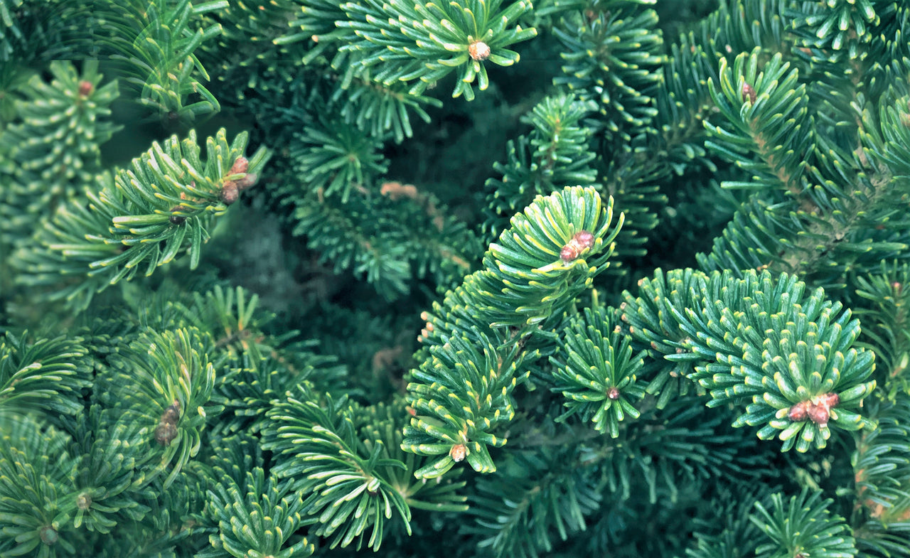 20 FRASER FIR Tree Abies Fraseri Christmas Tree Southern Balsam Fir Native Evergreen Seeds