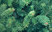 20 FRASER FIR Tree Abies Fraseri Christmas Tree Southern Balsam Fir Native Evergreen Seeds