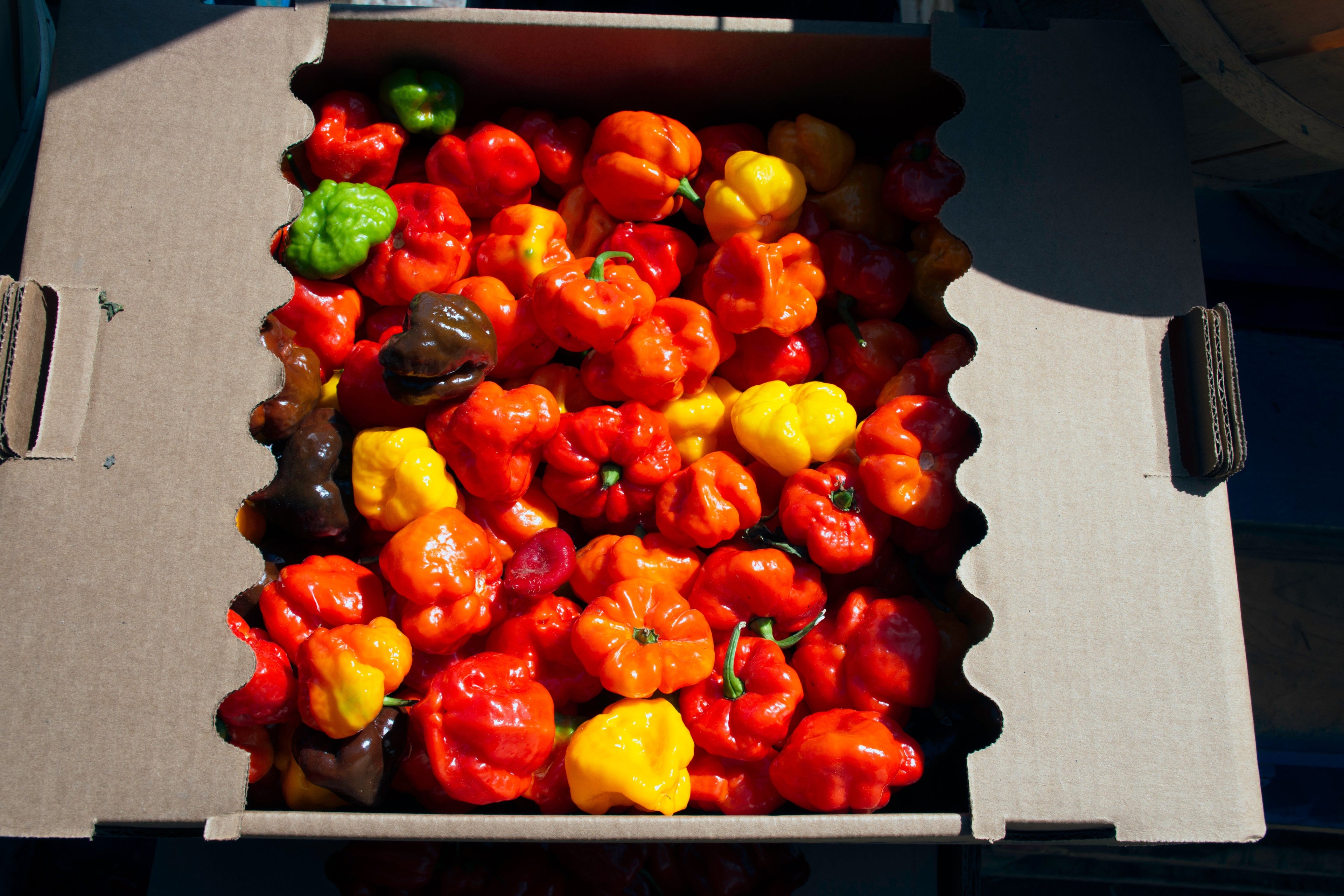 40 Red JAMAICAN HOT PEPPER Capsicum Annuum Scotch Bonnet Vegetable Seeds