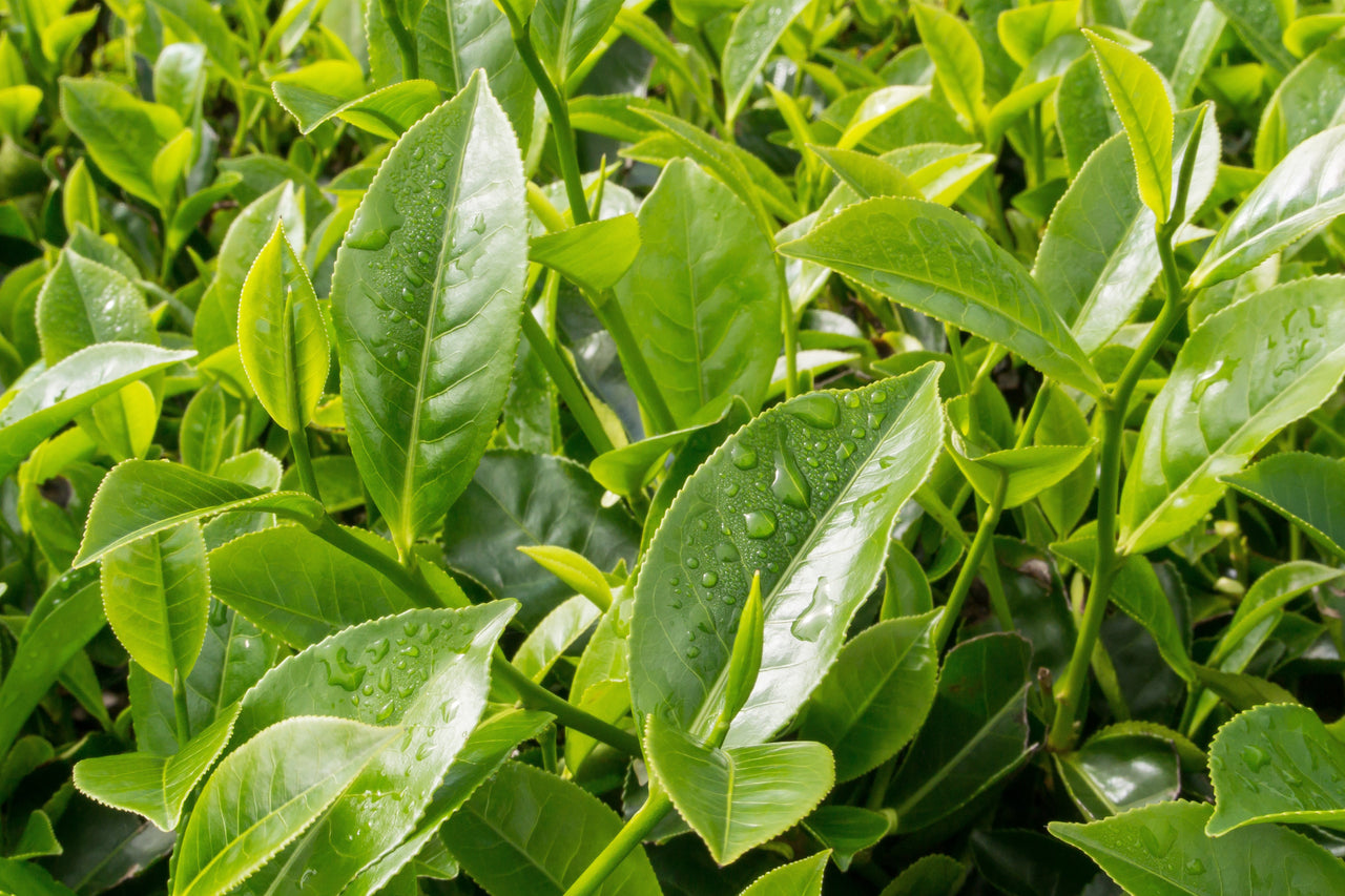 5 TEA PLANT Black & Green Drinking Tea Camellia Sinensis Evergreen Tree Shrub Flower Seeds