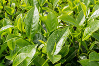 5 TEA PLANT Black & Green Drinking Tea Camellia Sinensis Evergreen Tree Shrub Flower Seeds