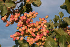 5 PISTACHIO NUT TREE Pistacia Vera Fruit Red Flowers Seeds